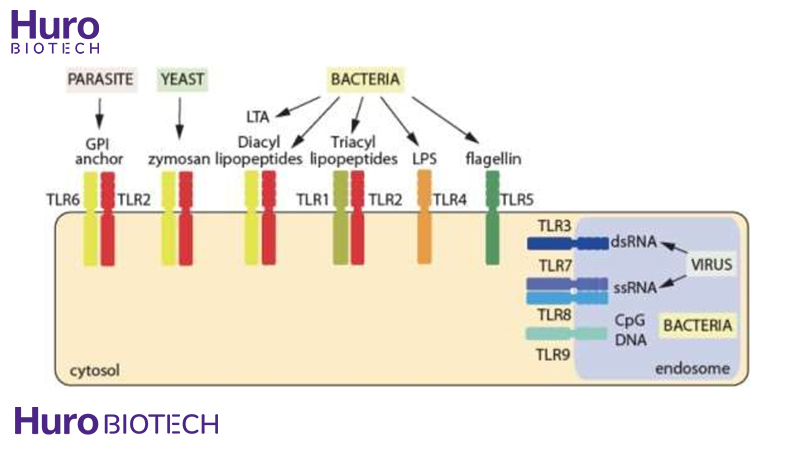 Tác động lên Toll Like Receptors