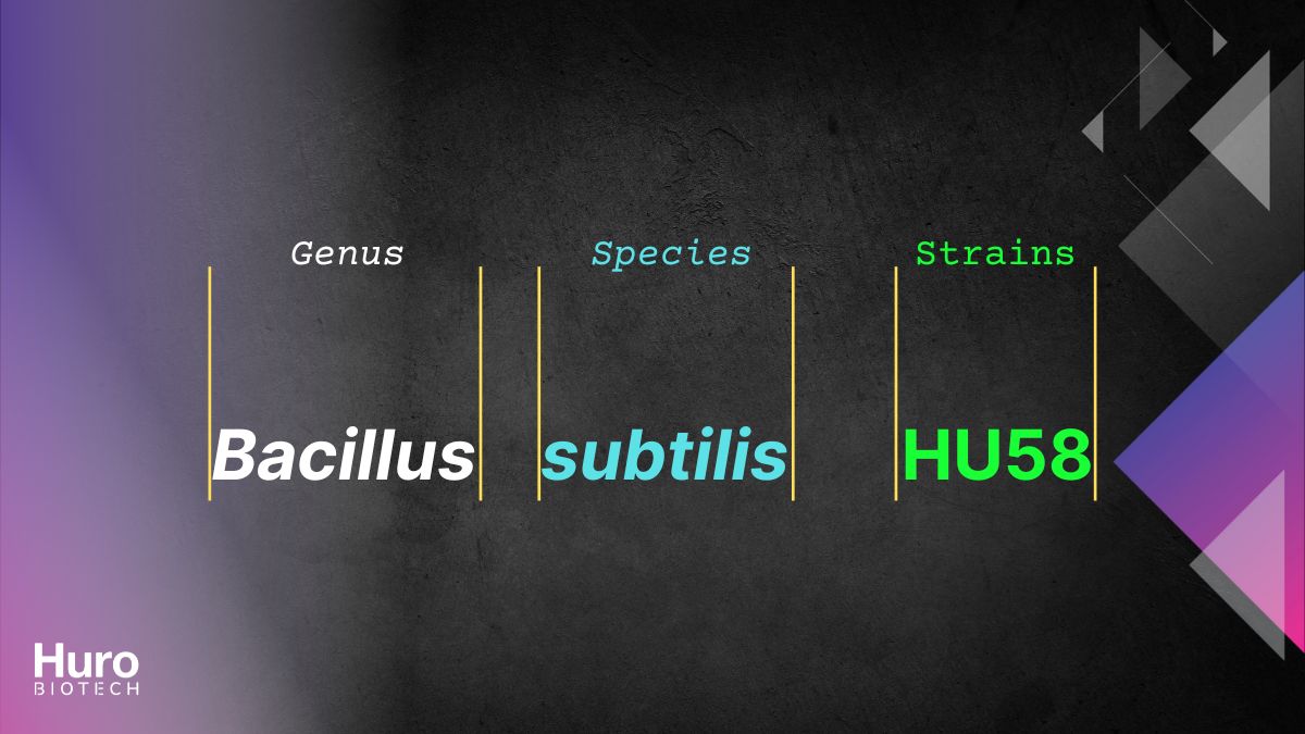 names of probiotics